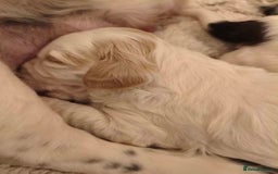 Mixed Breed dogs for sale: 2 Gorgeous male cocker Bassett x Shichon pups  - Image 11