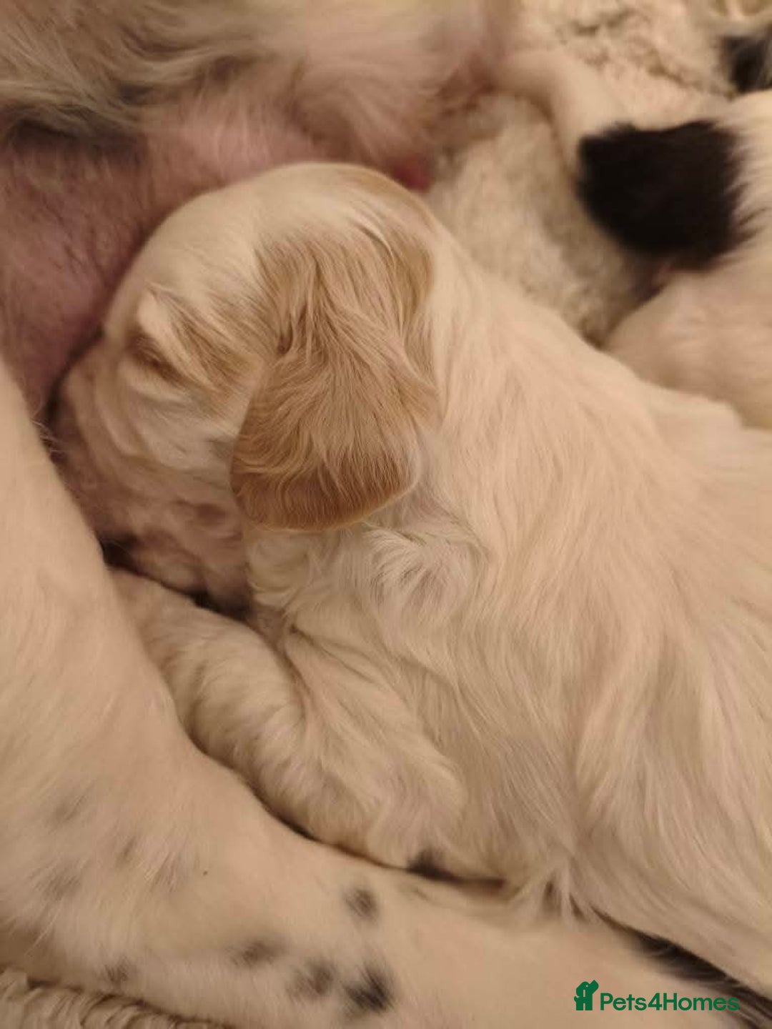 Mixed Breed dogs for sale: 2 Gorgeous male cocker Bassett x Shichon pups  - Image 11