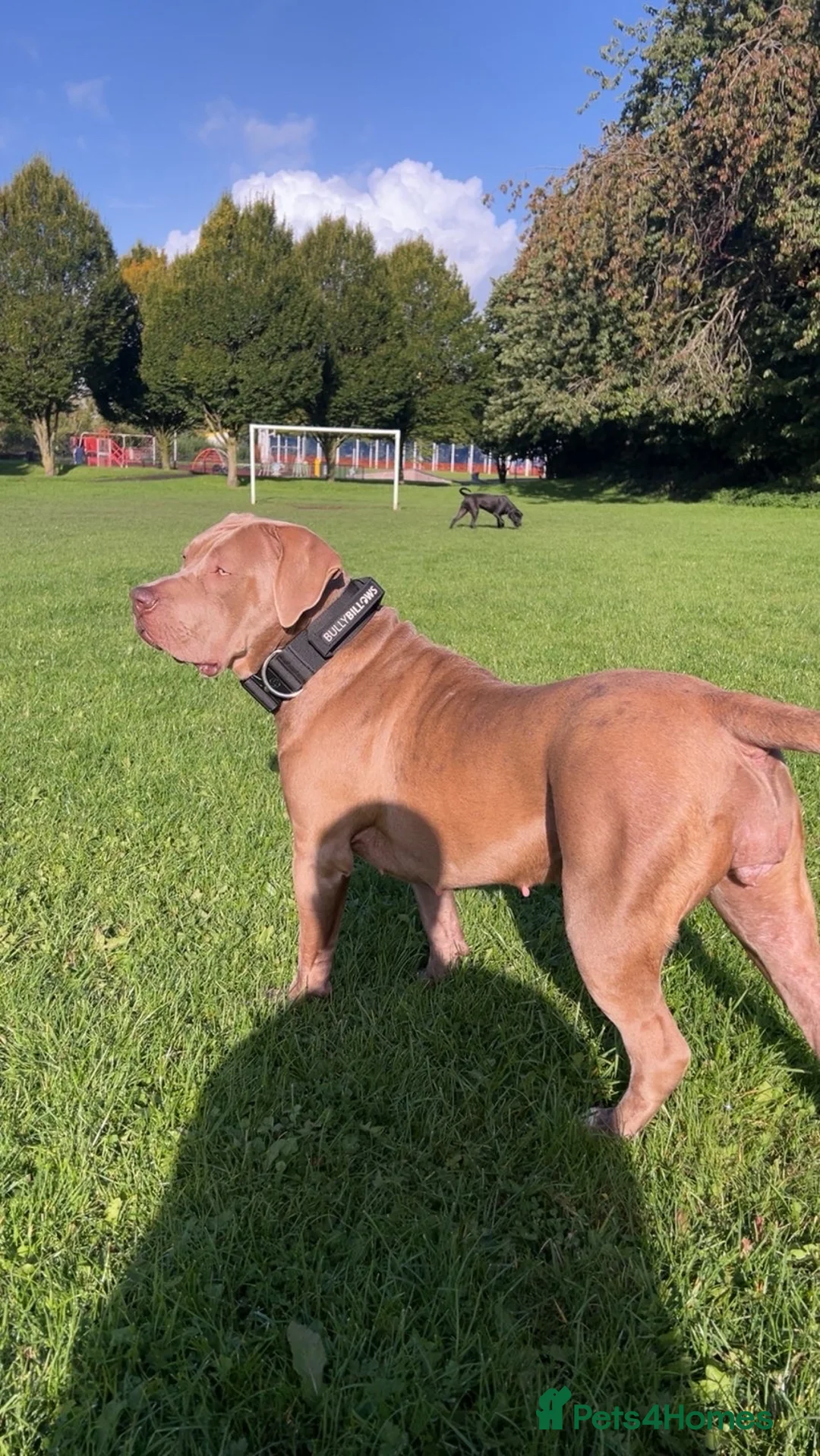Presa Canario dogs for sale: Cassie - Advert 1