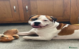 American Bull Staffy dogs for stud: Looking to stud - Image 21
