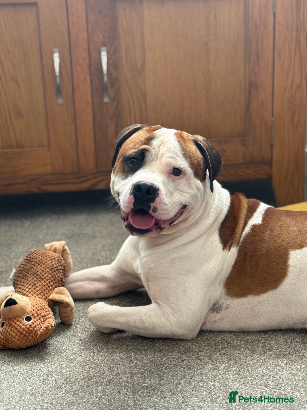 American Bull Staffy dogs for stud: Looking to stud - Image 21