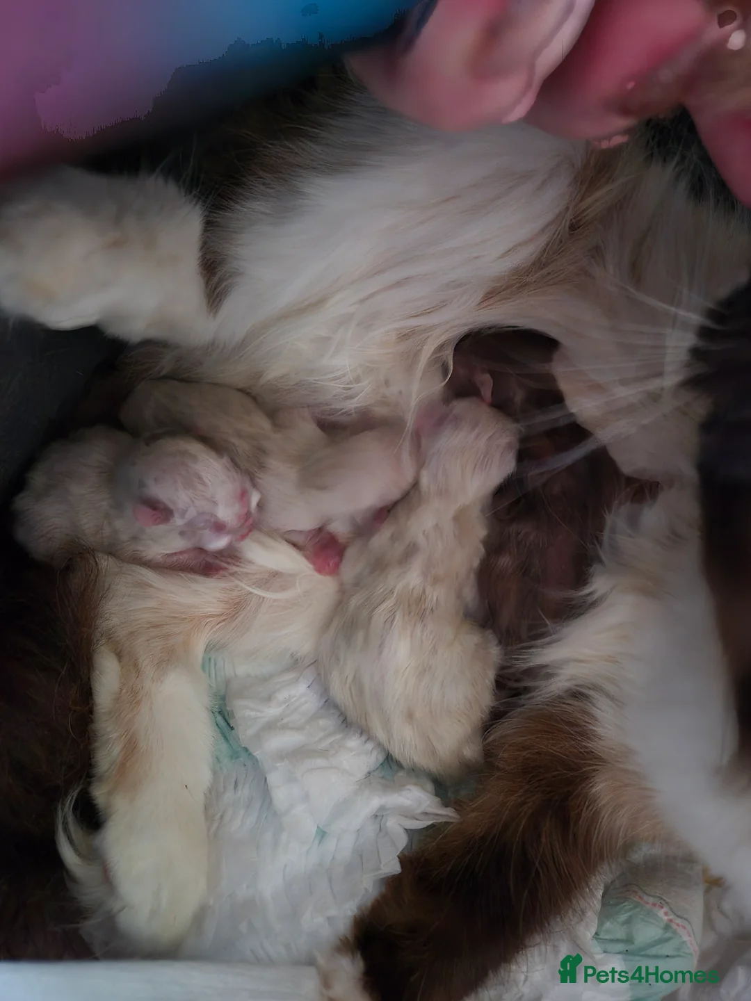 Mixed Breed cats for sale: Ragdoll cross persians  in Sheffield - Advert 2