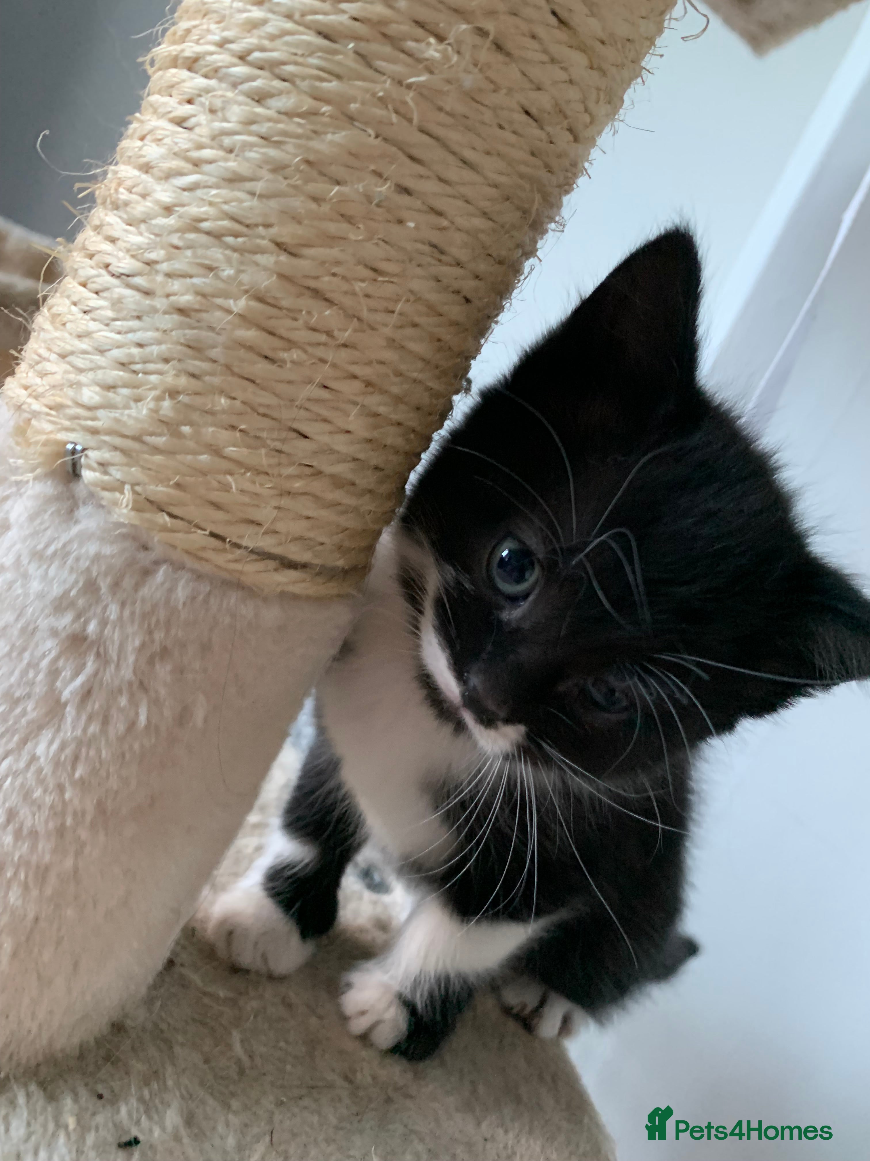 Mixed Breed cats Kittens ready for their new homes. - Advert 2