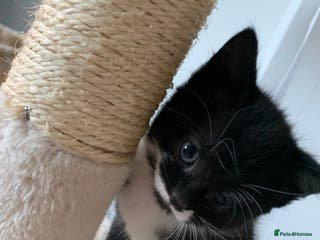 Mixed Breed cats Kittens ready for their new homes. - Advert 1