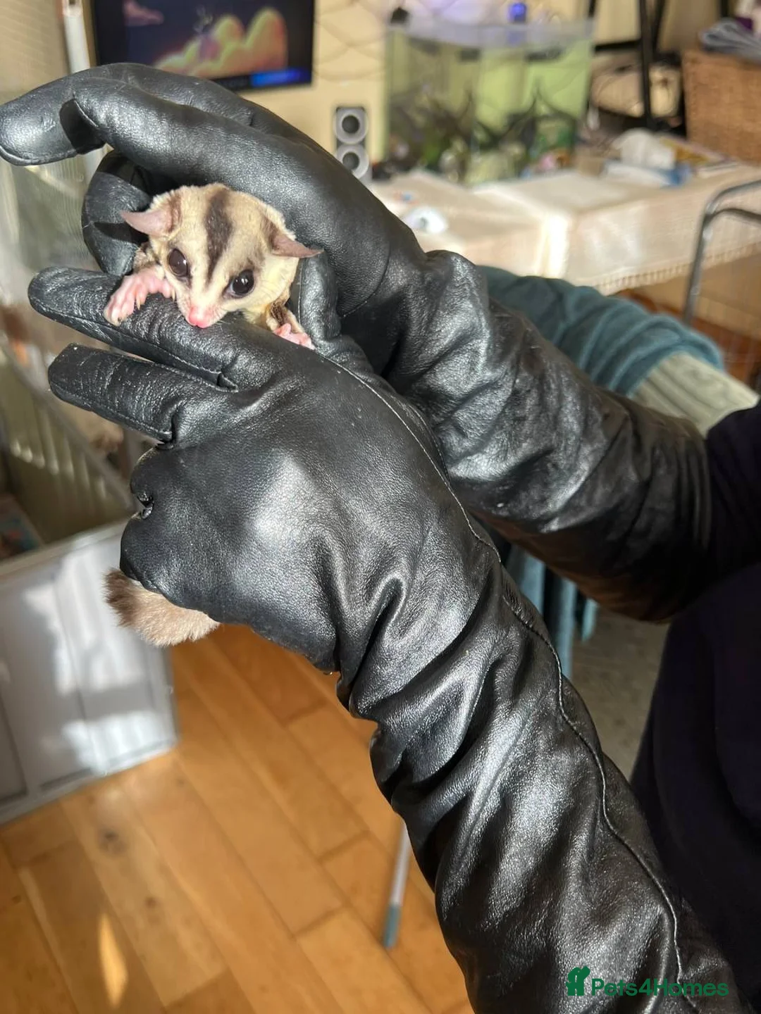 Sugar Glider rodents for sale: ✨ EXCEPTIONAL SUGAR GLIDER CLAN  - Advert 31