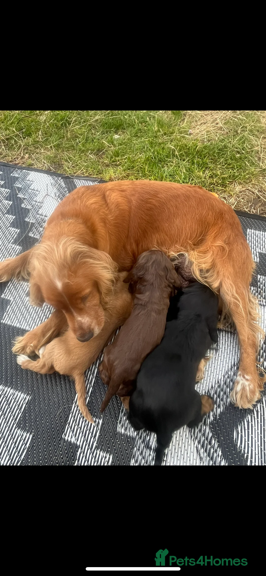 Cocker Spaniel dogs for sale: cocker spaniels - Advert 15