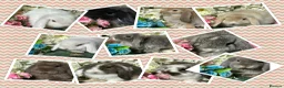 Mini Lop rabbits for sale: Beautiful Baby Mini Lops Ready Now  - Advert 1