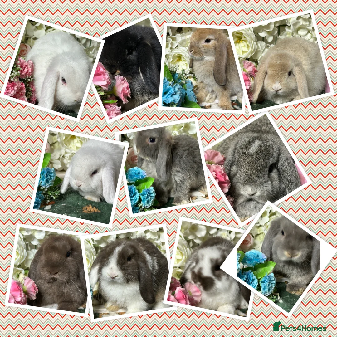 Mini Lop rabbits for sale: Beautiful Baby Mini Lops Ready Now  - Advert 1