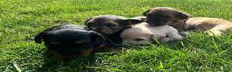Dachshund dogs for sale: KC REG long haired miniature dachshund - Advert 4