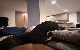 Mixed Breed dogs for sale: A loving and playful soul looking for a new home  - Image 5