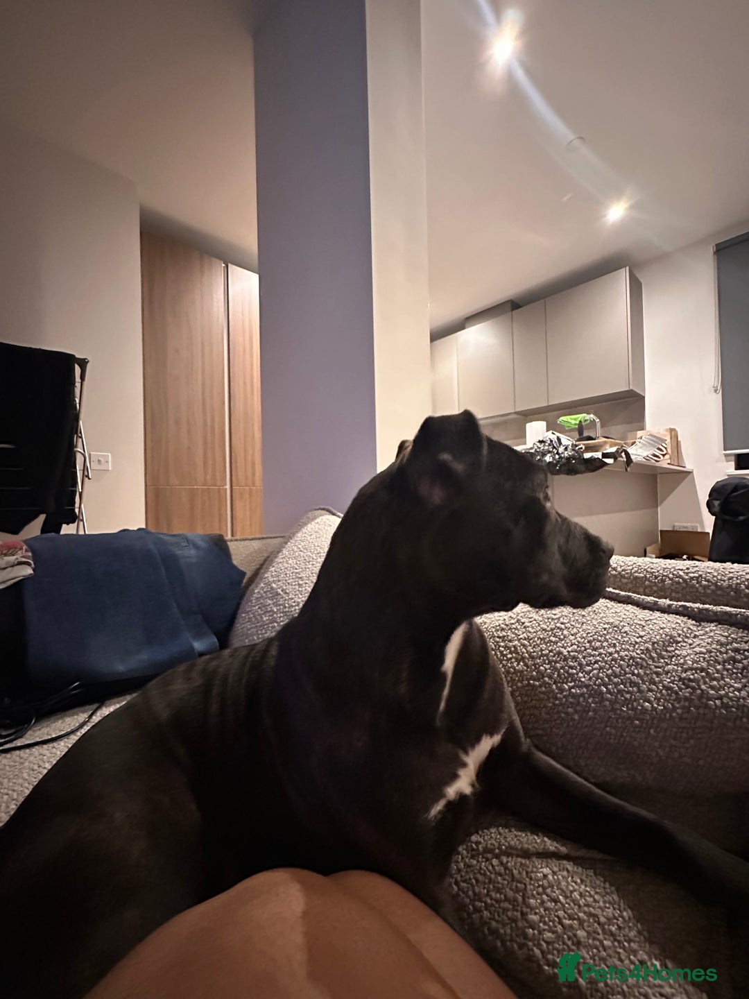 Mixed Breed dogs for sale: A loving and playful soul looking for a new home  - Image 5