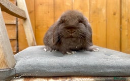 Mini Lop rabbits for sale: Beautiful Male Mini Lop  - Image 1