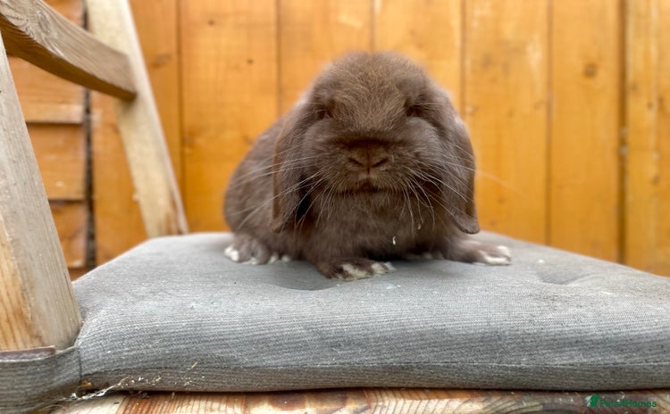 Mini Lop rabbits - Advert 3