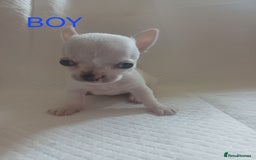 Chihuahua dogs for sale: Chihuahua puppies - Image 6