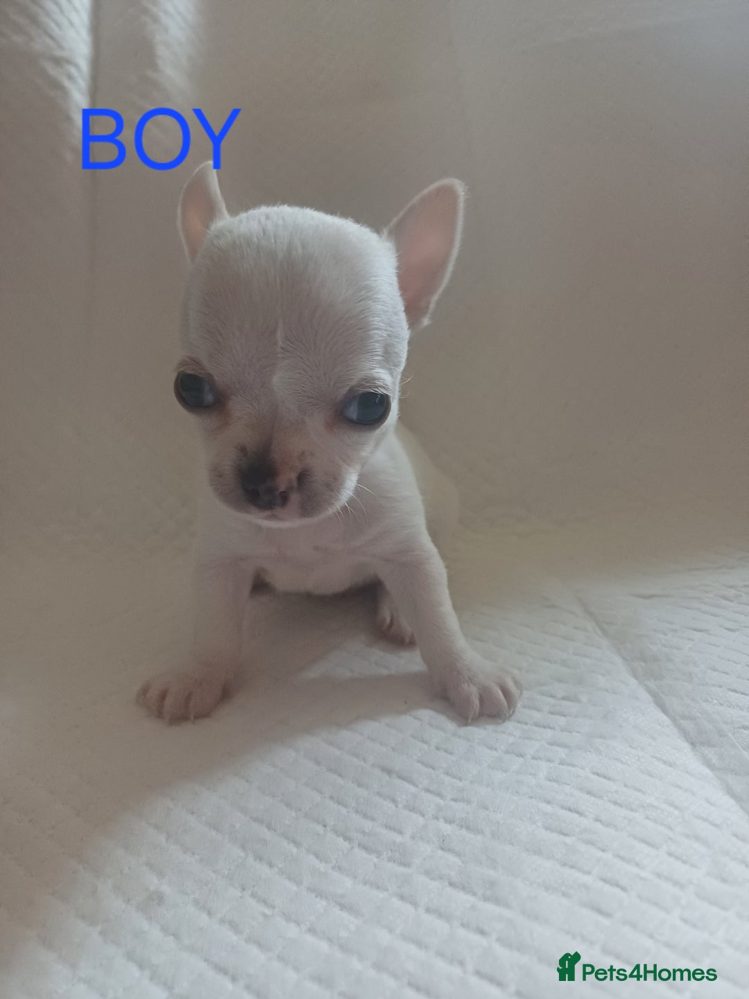 Chihuahua dogs for sale: Chihuahua puppies - Image 6