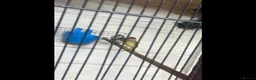 Finches birds for sale: Gouldian finch owl  finch star finch  - Advert 5