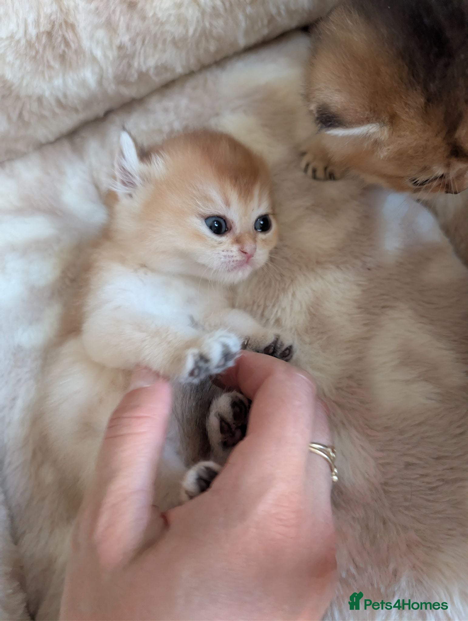 British Shorthair cats TICA Registered British Shorthair Golden Kittens - Advert 1