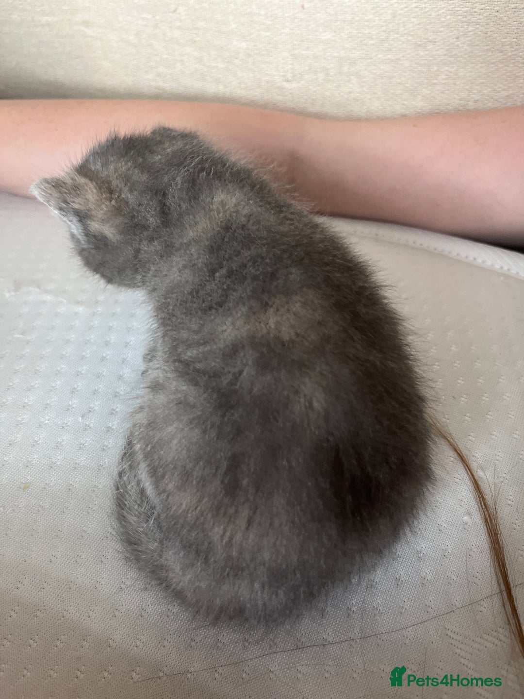 Mixed Breed cats for sale: Grey kittens  - Image 16