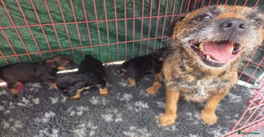 Border Terrier dogs - Advert 7