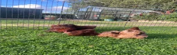 Chickens poultry for sale: Pekin Bantam Pullets - Advert 8