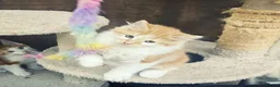 Mixed Breed cats for sale: 2 Ginger Male kittens ready for new home now! in West Drayton - Advert 12