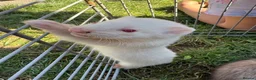 Ferret rodents for sale: 3 male ferret kits  in Rotherham - Advert 2