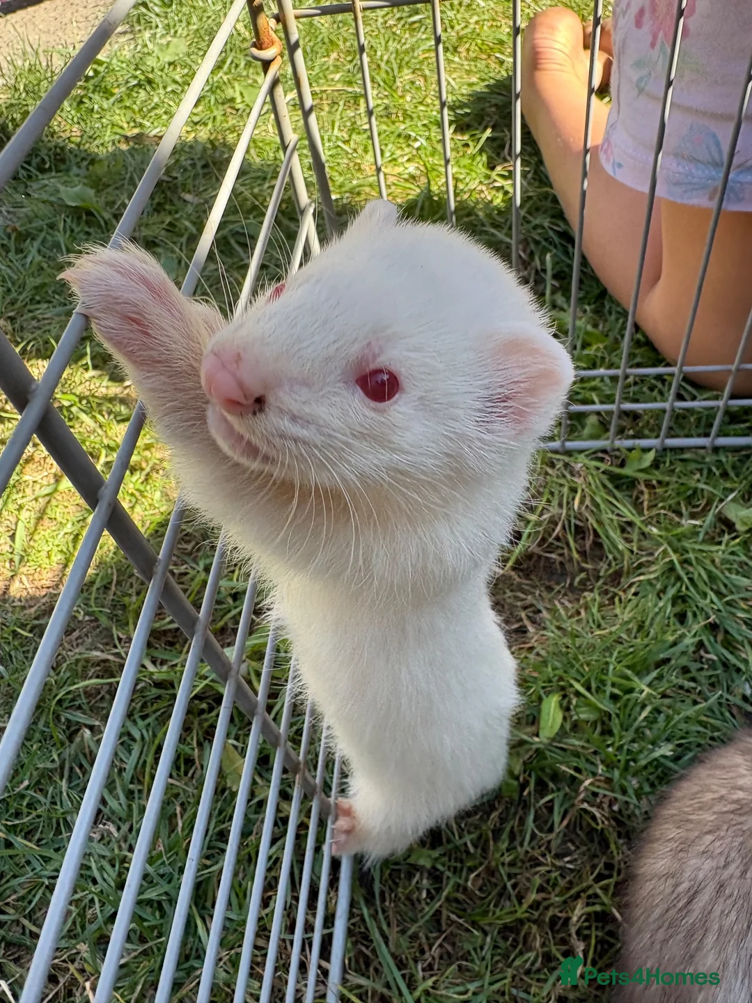 Ferret rodents for sale: 3 male ferret kits  in Rotherham - Advert 2