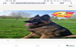 German Shepherd dogs for stud: STUD DOG GERMAN SHEPHERD LONG COAT  in Yeovil - Image 4
