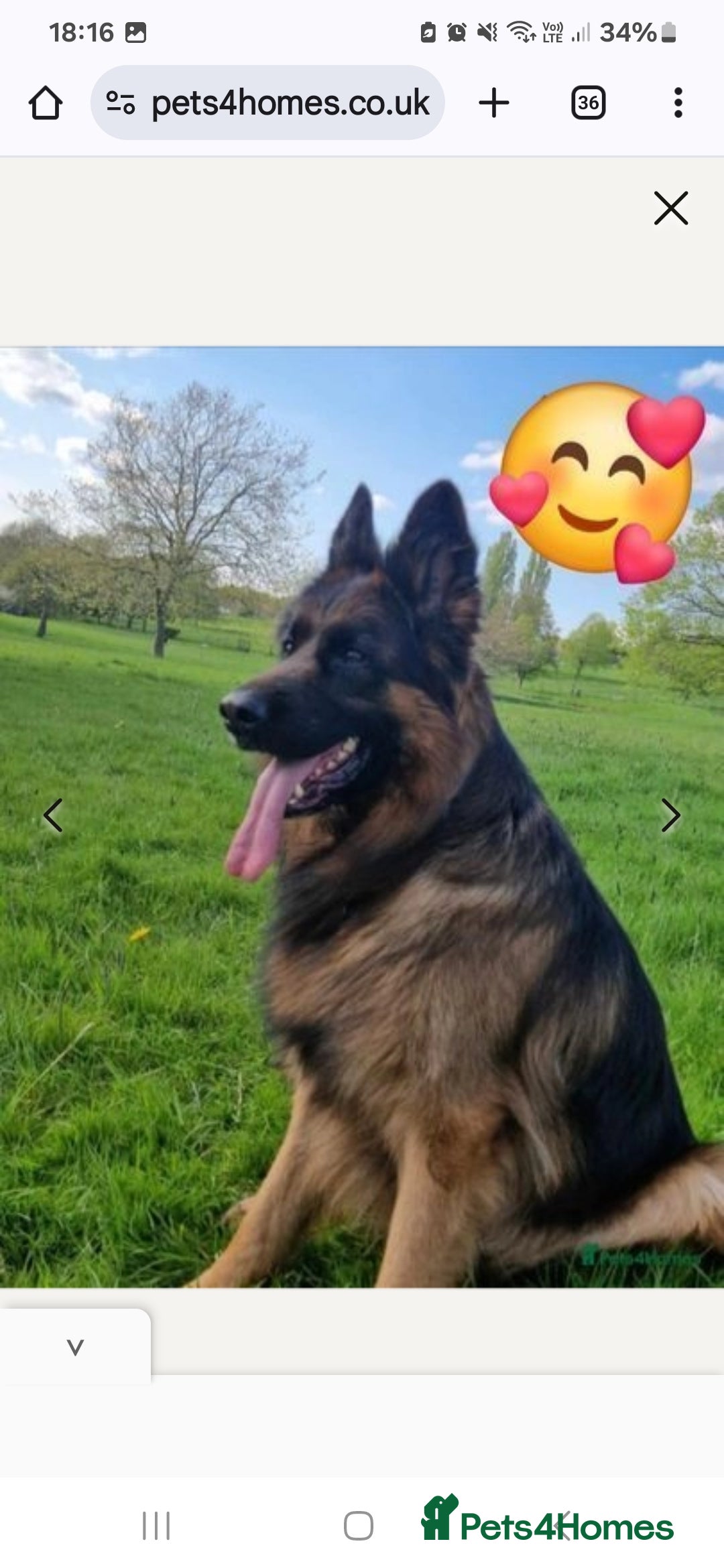 German Shepherd dogs for stud: STUD DOG GERMAN SHEPHERD LONG COAT  in Yeovil - Image 4