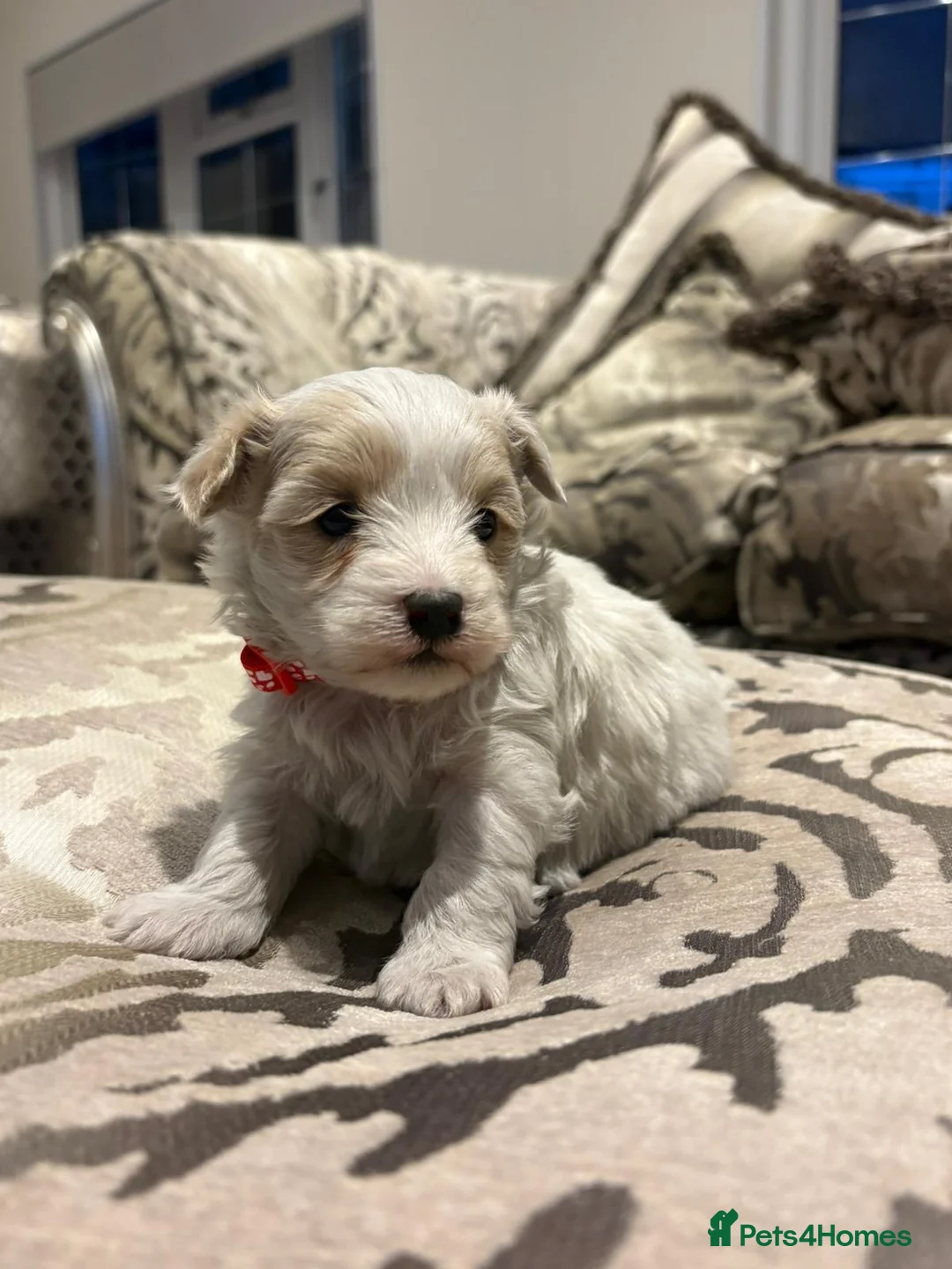 Maltipoo dogs for sale: Health tested parents  - Advert 9