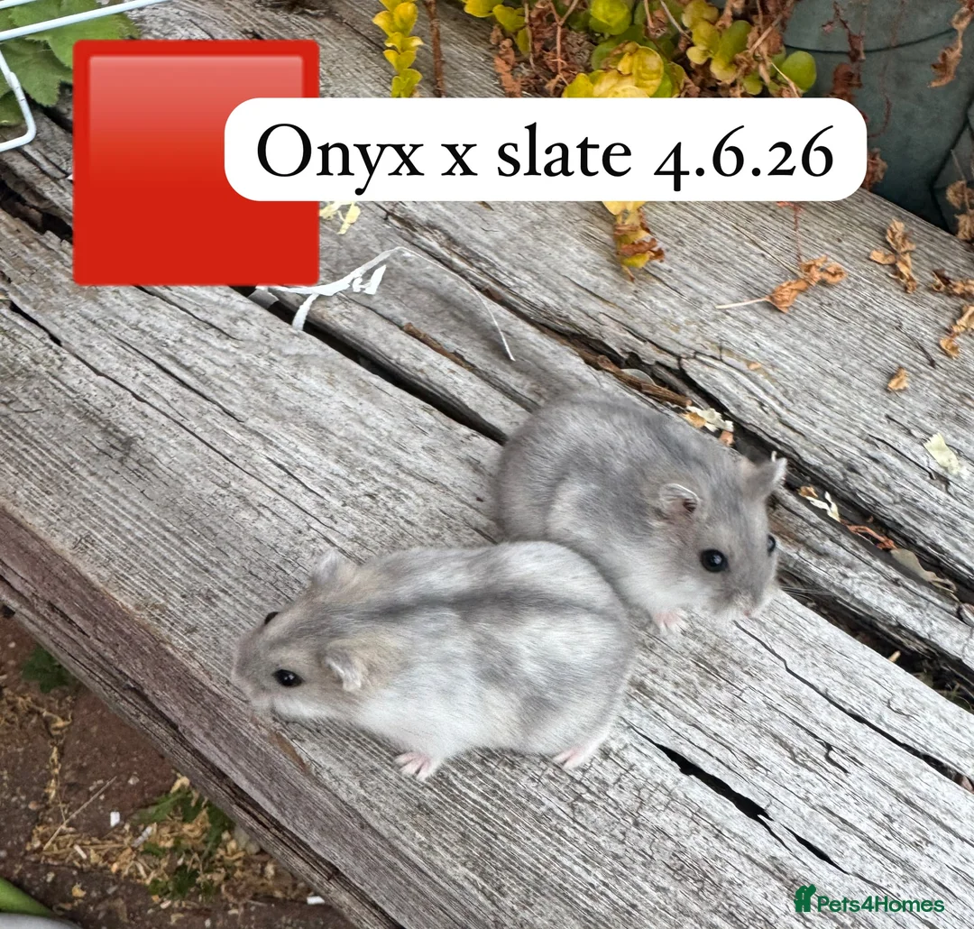 Hamster rodents for sale: Beautiful baby russian hamsters Sheffield in Sheffield - Advert 1