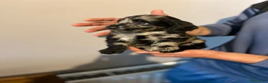Cockapoo 4