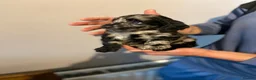 Cockapoo dogs for sale: Stunning litter of cockapoo’s  in Bradford - Advert 1