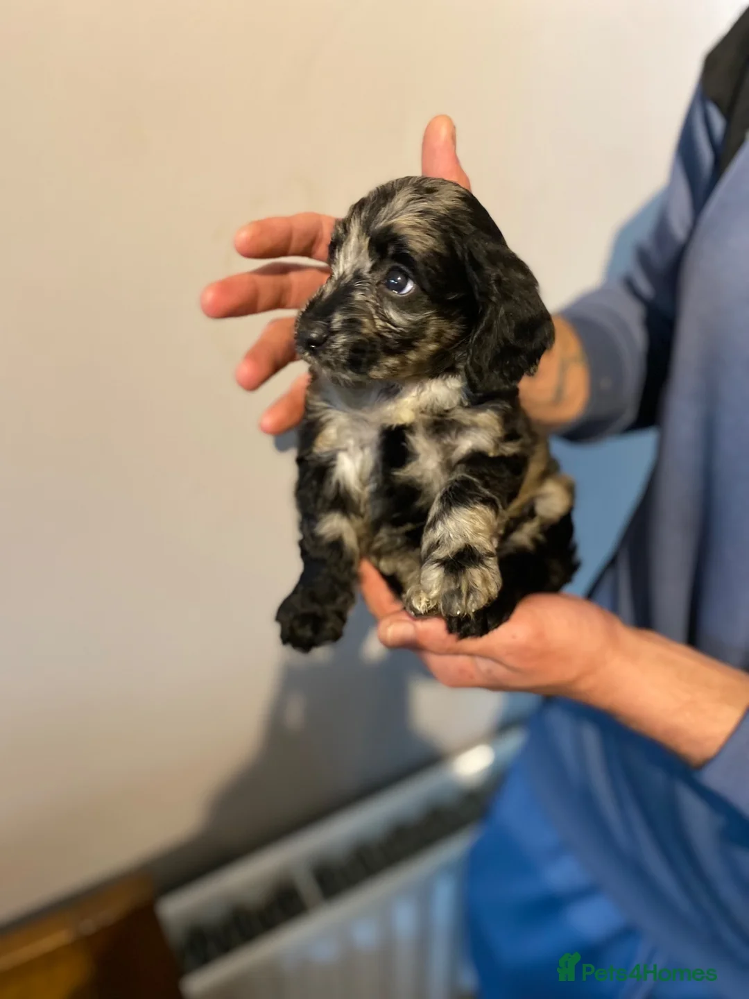 Cockapoo dogs for sale: Stunning litter of cockapoo’s  in Bradford - Advert 1