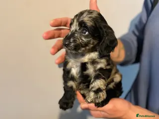 Cockapoo dogs Stunning litter of cockapoo’s - Advert 2