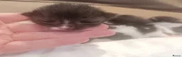 American Shorthair cats for sale: 6 gorgeous mix breed kittens  in Stafford - Advert 11