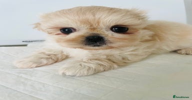 Shih Tzu dogs - Advert 13