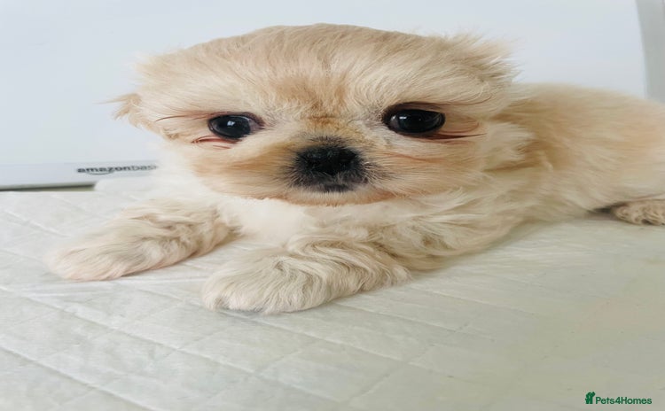 Shih Tzu dogs - Advert 15