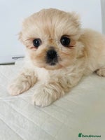 Shih Tzu dogs - Advert 11