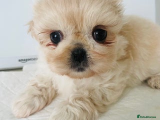 Shih Tzu dogs - Advert 4