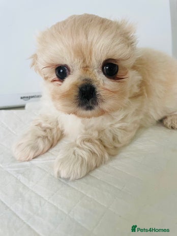 Shih Tzu dogs - Advert 2