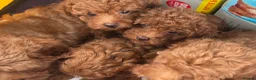 Cavapoo dogs for sale: Most beautiful Asian F1B Cavapoos - Advert 9