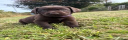 Labrador Retriever dogs for sale: 2 girls available Extenively health Tested READY - Advert 22