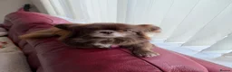 Mixed Breed dogs for sale: Beautiful Pekingese x chihuahua female  in Saint Helens - Advert 4