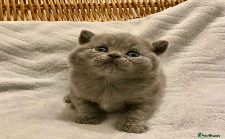 British Shorthair cats - Advert 9