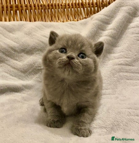 British Shorthair cats - Advert 9