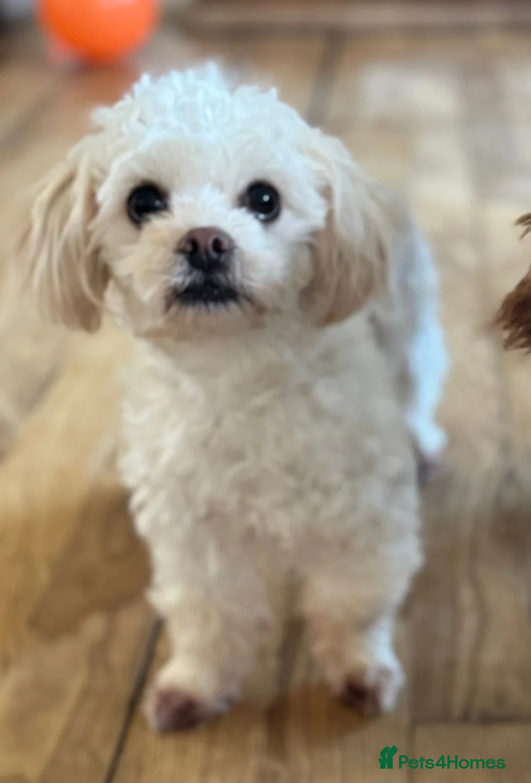 Mixed Breed dogs for sale: Maltipoo x Porkie puppies in Berwick-upon-Tweed - Advert 2