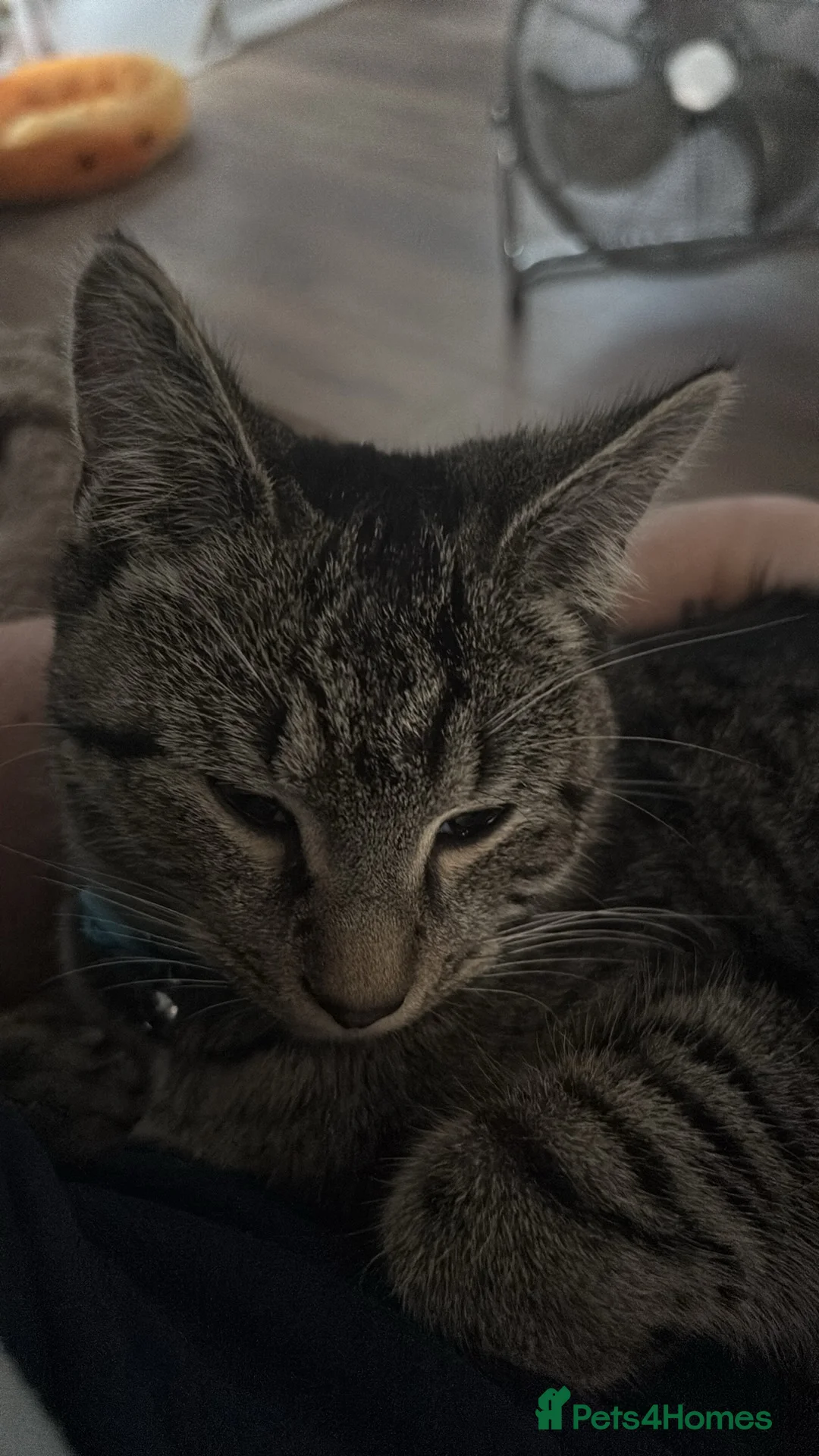 Mixed Breed cats for sale: 3 cats for sale  - Advert 1