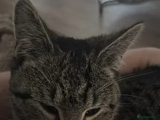 Mixed Breed cats 3 cats for sale - Advert 15