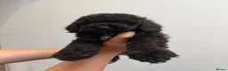 Mixed Breed dogs for sale: Small miniature poodle puppies - Advert 12